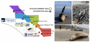 Southern CA early Spring Harmful Algal Bloom – First stranding February 21, 2025 (ongoing)